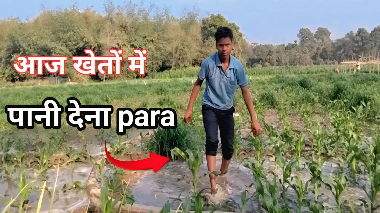 Aaj खेतों में पानी देना para vlog 🌳 🕊️😱
