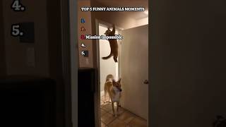 Funny Animals Moments
