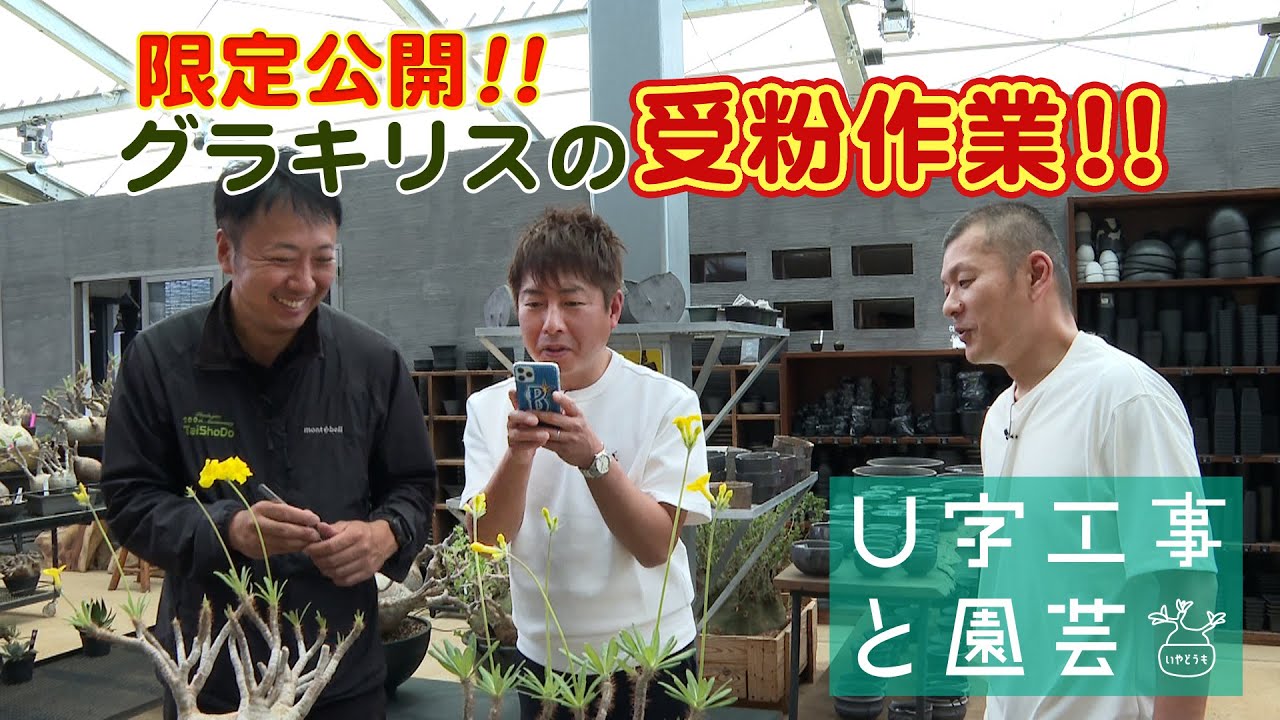 U字工事と園芸　グラキリスの受粉作業