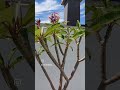 Conocéis la Plumeria?