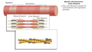 Muscle cell structures - actin, myosin and titin filaments