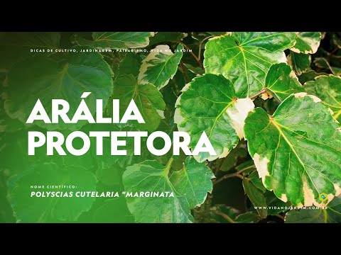 Vídeo: Aralia high: descrição da planta, características de cultivo, propriedades medicinais, aplicação, foto