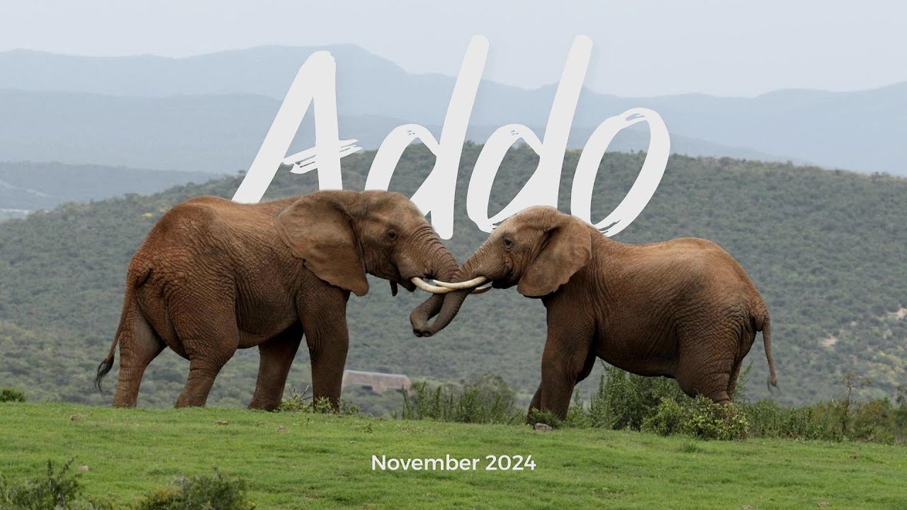 Addo Elephant Park's Scenic Delights: A Wildlife Wonderland