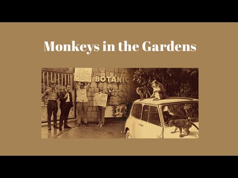 Monkeys in the Gardens