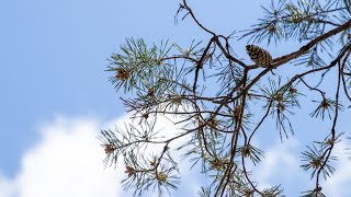 Pine Trees Are Edible & Very Useful