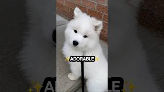Everything About My Samoyed Puppy Is Adorable