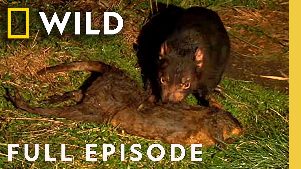 Australia’s Most Bizarre Creatures (Full Episode) | Freaks & Creeps | Nat Geo Animals – Documentary