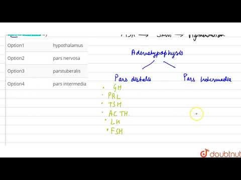 MSH is secreted by