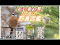 【2022年】野鳥観察に役立つオススメの野鳥図鑑！6冊紹介！