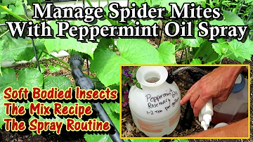 How to Use Peppermint Oil Spray on Cucumbers, Squash, & Beans: Spider Mites and Soft Bodies Insects