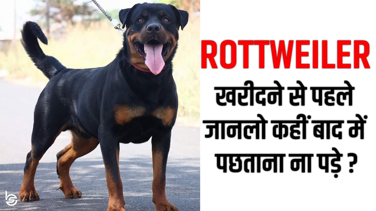 Pakistani Bully Adult Dog For Sale Indian Mastiff For Sale Indian Mastiff Dog For Sale Youtube