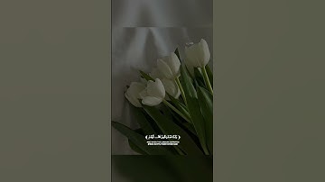 تلاوة من سورة يوسف القارئ : حاتم المالكي 🤍.