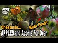 Best Food For Deer