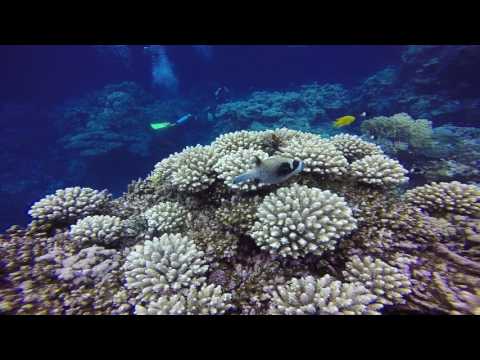 23 05 2017 HD Habili Omran