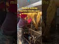 Modern milking machine double your milking machine #agtech #milking machine#farmlife#dairyfarming