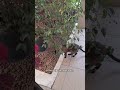 Olha ela no jardim toda toda #gatos #gateiraporamor #cat #petsfofinhos #vidadegato #pets