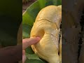 ทุเรียนหมอนทองสดแกะเนื้อ เกรดพรีเมียม ส่งตรงจากสวนจันทบุรี