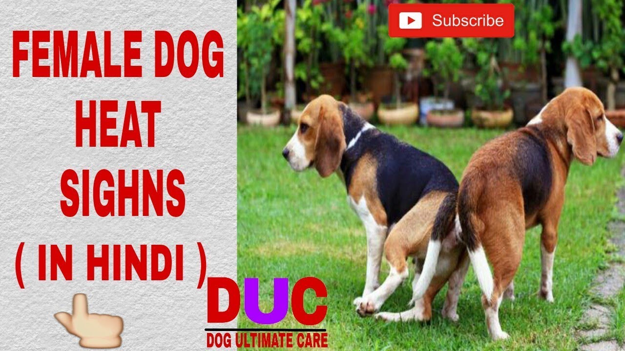 Female Dog Heat Signs Dog Ultimate Care Hindi