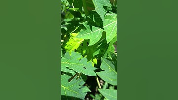 Jarang Diketahui! 5 Manfaat Daun Pepaya Bagi Kesehatan yang Sering Terlewat 🚀