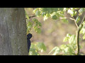 Schwarzspecht mit Trommelwirbel im Müritz Nationalpark in Speck _ black woodpecker Dryocopus martius