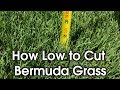 How Tall to Cut Bermuda - How Short to Cut Lawn