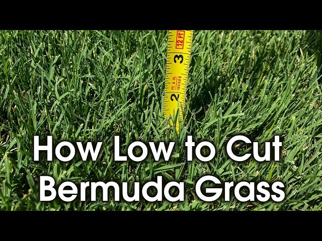 What Height to Cut Bermuda Grass: Expert Tips for a Lush Lawn