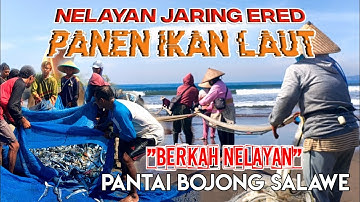 Nelayan Jaring Ered Panen Ikan Laut Di Pantai Bojong Salawe