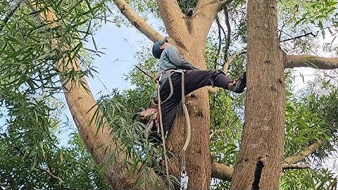 Cưa  cây  tràm  bông  vàng  siêu  khủng  lồ  ,Siêu  nhanh  .Cưa  cây  kỷ thuật  cao