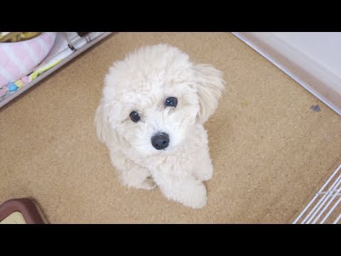 寝坊したパパが起きてきただけで大喜びする子犬が可愛すぎるw【トイプードル】