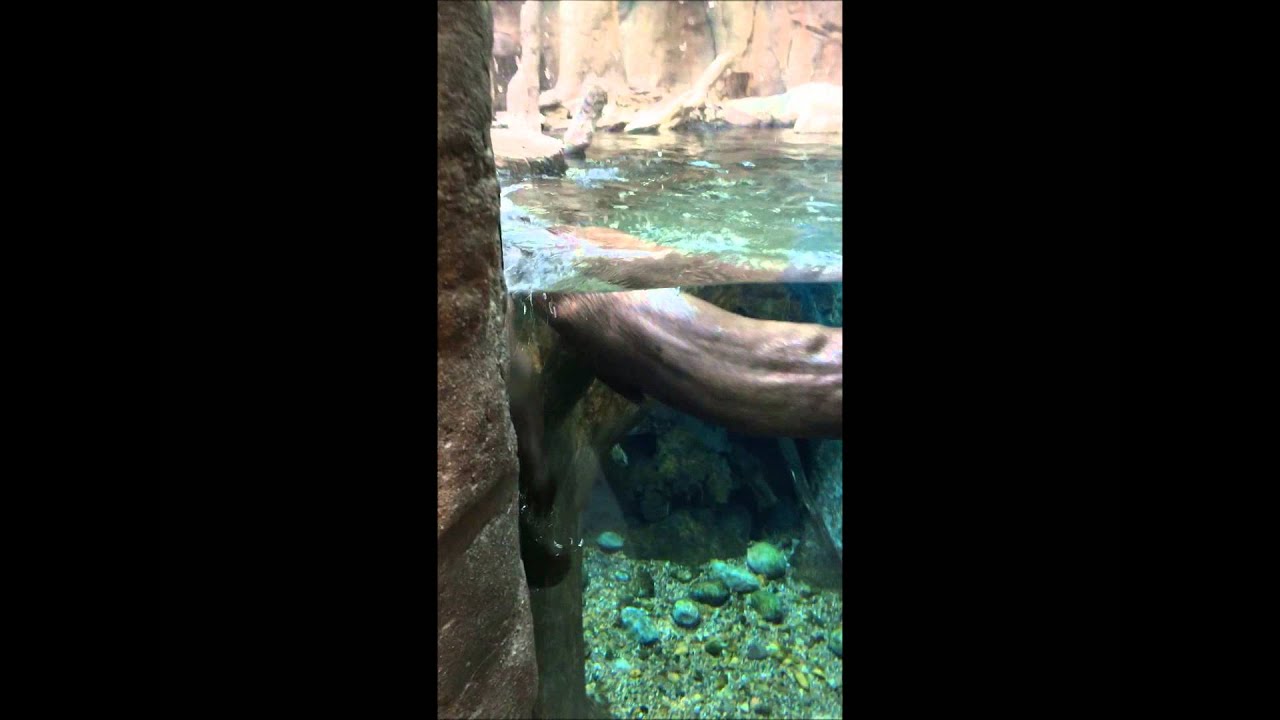 Otters in Denver Aquarium YouTube