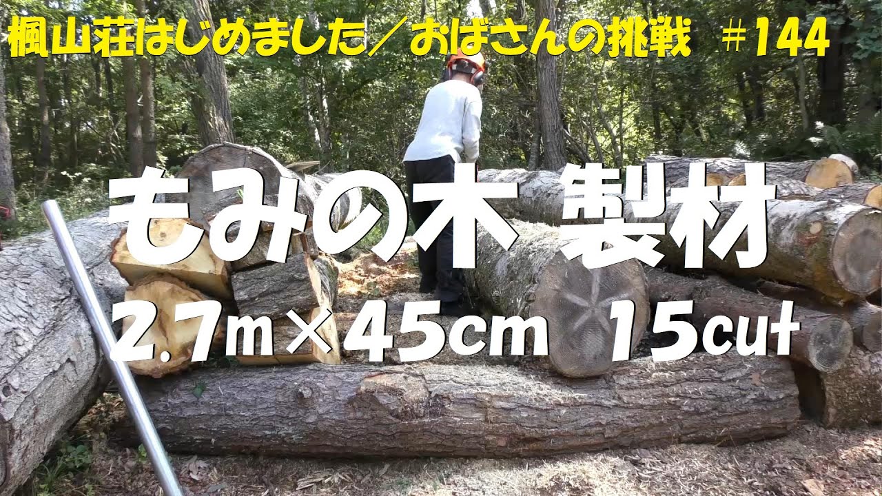 ＃１４４　過去一太いもみの木をチェンソー製材するおばさん／2.7m×45cm　15カットしました
