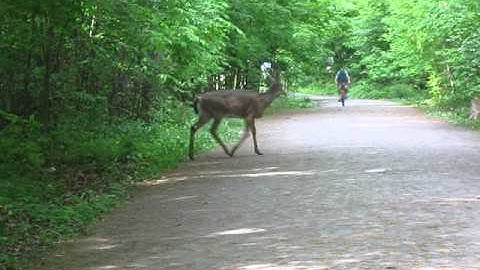 Deer Crossing the Path - Lemoine