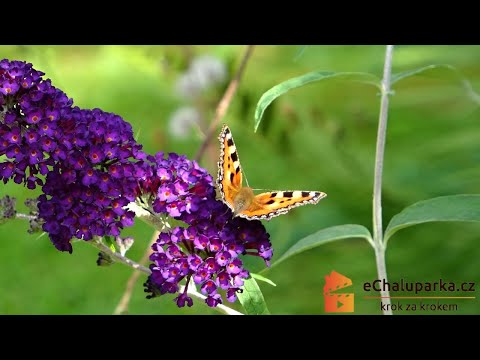 Video: Metody množení mečíků – Jak množit rostliny mečíků