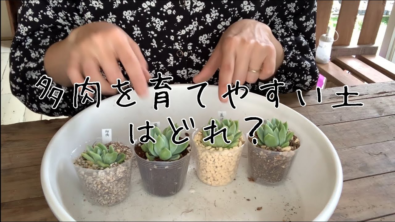 多肉植物の土の選び方 作り方 いつも使っている土を紹介 Youtube