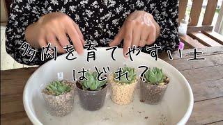 多肉植物に合う土を検証 #1