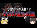 【ゆっくり解説】宇宙からの使者！？タコの進化の謎