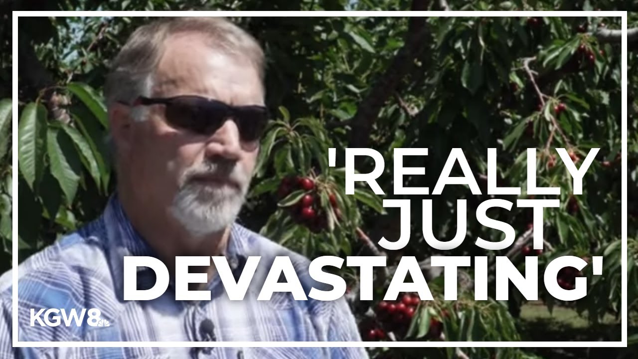 Push for federal funding for Oregon cherry farmers due to bad crop season