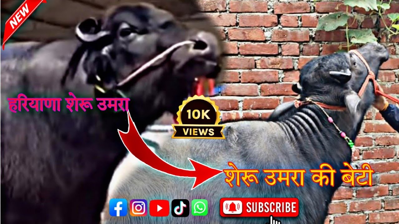 हरियाणा के शेरू उमरा की पाडिया बिकाऊ है (जखनिया) जिला गाजीपुर, उत्तर प्रदेश 