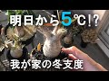 【冬越し】11月末の塊根植物の様子と冬越しを語る/パキポディウム/パキプス