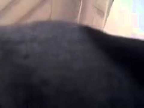 დედა ნინო (დაშნიანი)