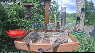Mourning Dove Takes In View Atop Finch Feeder – July 11, 2017