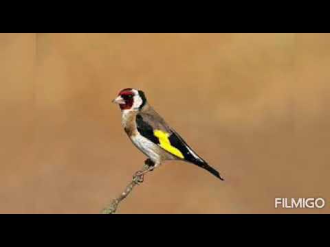 إهداء إلى كل ماليع تركيبة ودانية فريدة نقاط الماء ناقوس سطاتي خلخال هشام