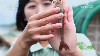 《谁知盘中餐》 20240719 消夏美味快乐吃 肉弹个大的盐田虾|农业致富经 Agriculture And Farming