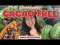 THE CACAO TREE 😝😂 | Mel Rose Joy Junsay