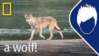 Sea Wolf Encounter (Episode 16) | wild_life with bertie gregory