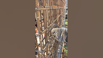 Ties wall rebar #shorts #construction #skills