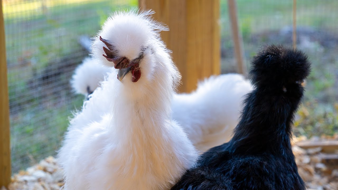 LIVE Silkie Cam: See What Our 5-Month-Olds Are Up To!