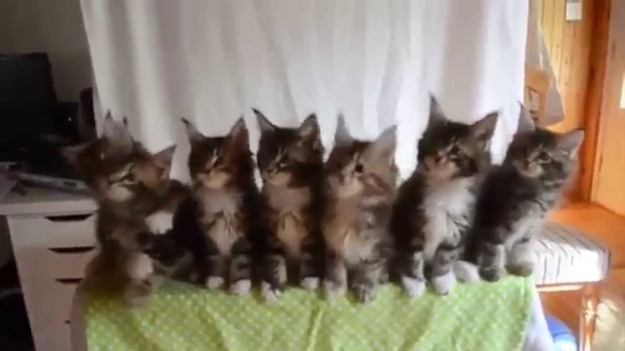 Seven little kittens HD YouTube
