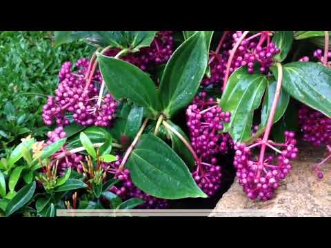 Tập làm văn: Luyện tập tả cảnh