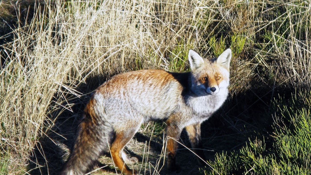 ABANTOS 7 ENERO 2017